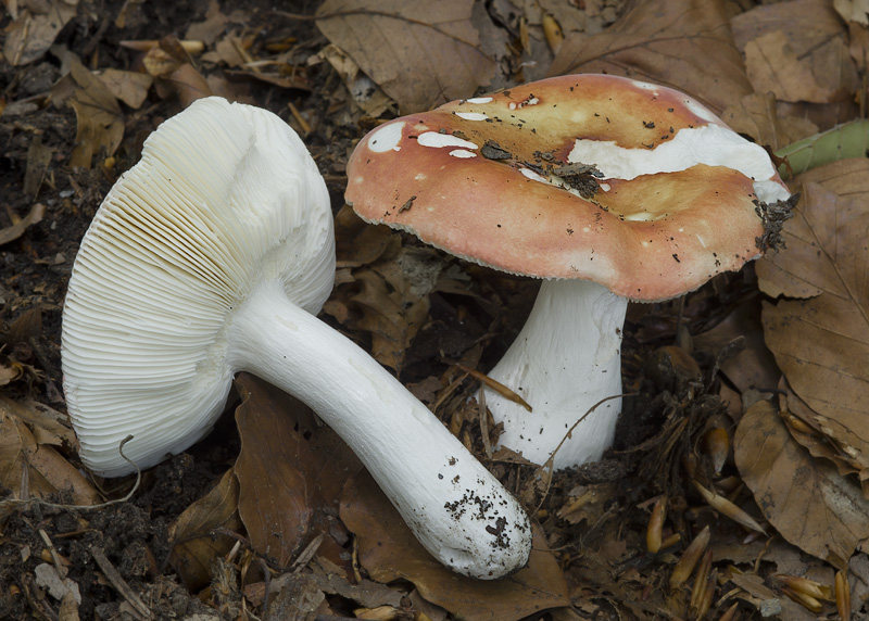 Russula velutipes